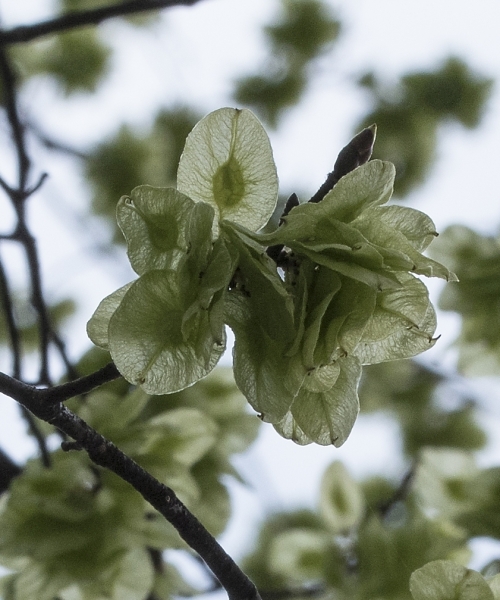 Pflanzenbild gross Berg-Ulme - Ulmus glabra
