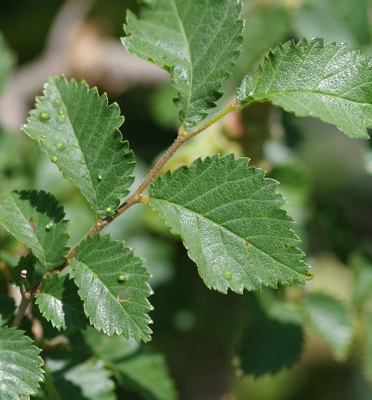 Pflanzenbild gross Feld-Ulme - Ulmus minor