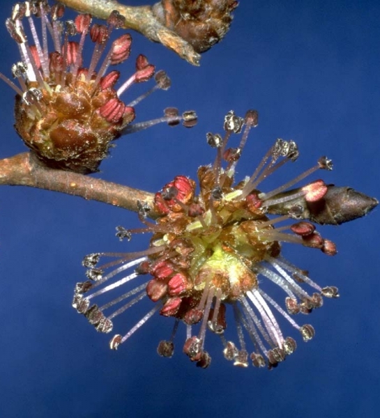 Pflanzenbild gross Feld-Ulme - Ulmus minor