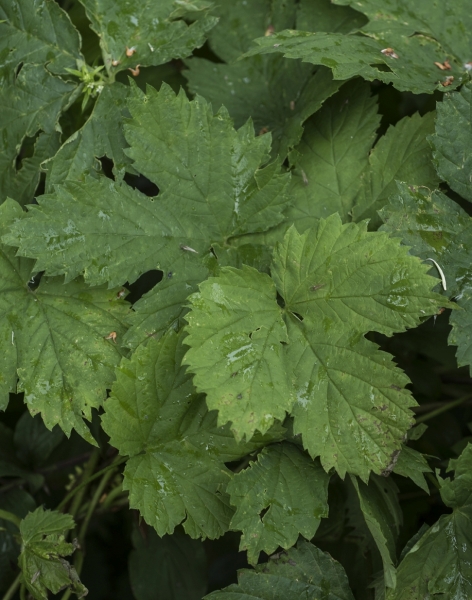 Pflanzenbild gross Hopfen - Humulus lupulus