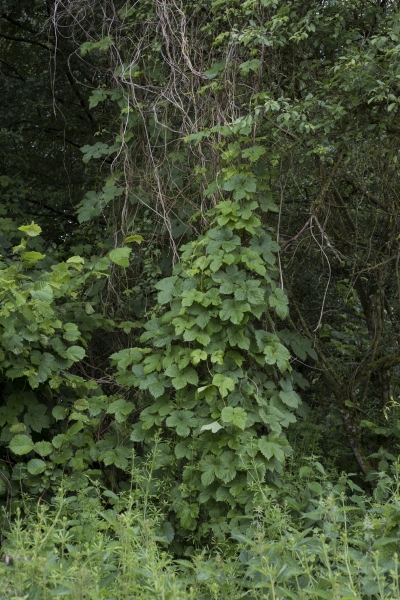 Pflanzenbild gross Hopfen - Humulus lupulus