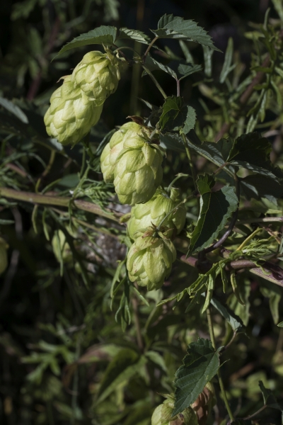 Pflanzenbild gross Hopfen - Humulus lupulus
