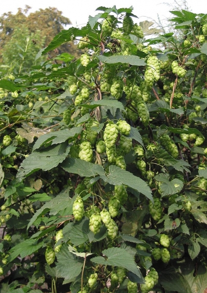 Pflanzenbild gross Hopfen - Humulus lupulus