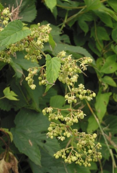 Pflanzenbild gross Hopfen - Humulus lupulus