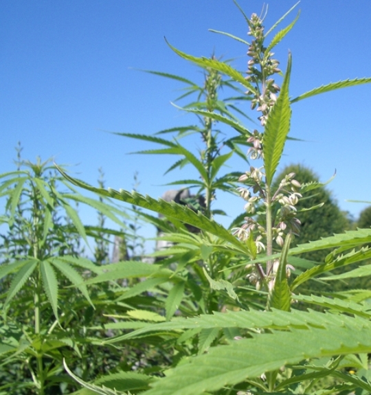 Pflanzenbild gross Hanf - Cannabis sativa