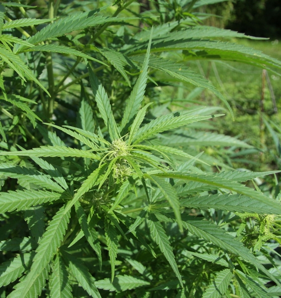 Pflanzenbild gross Hanf - Cannabis sativa