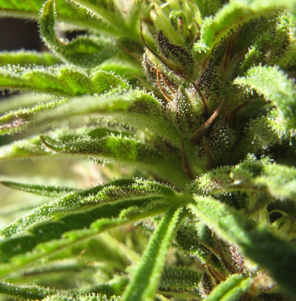 Pflanzenbild gross Hanf - Cannabis sativa