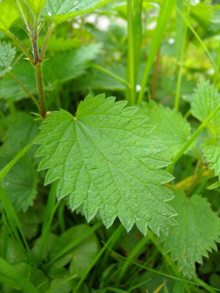 Pflanzenbild gross Grosse Brennnessel - Urtica dioica