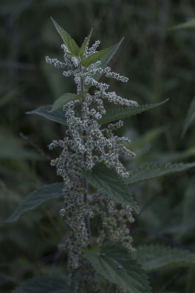 Pflanzenbild gross Grosse Brennnessel - Urtica dioica