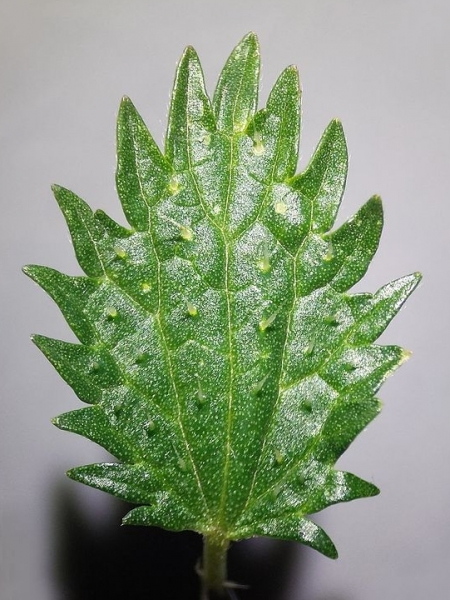 Pflanzenbild gross Kleine Brennnessel - Urtica urens