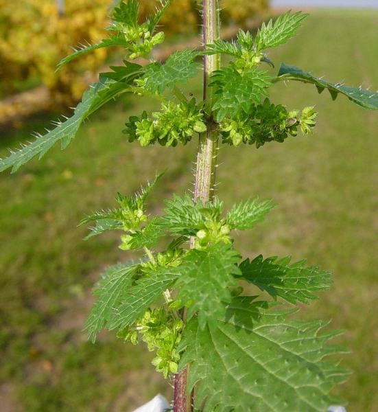 Pflanzenbild gross Kleine Brennnessel - Urtica urens
