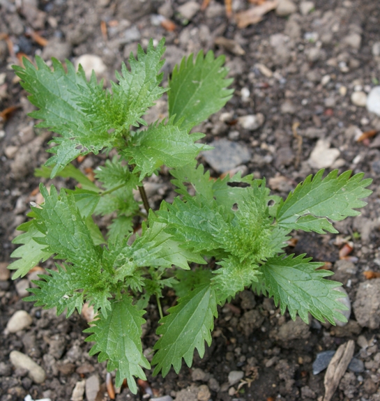 Pflanzenbild gross Kleine Brennnessel - Urtica urens
