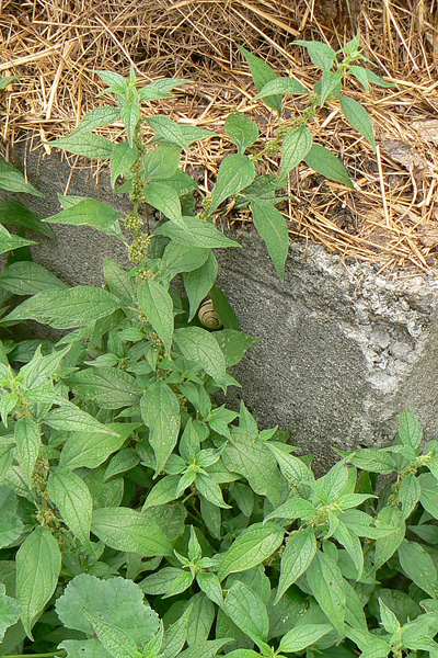 Pflanzenbild gross Aufrechtes Glaskraut - Parietaria officinalis