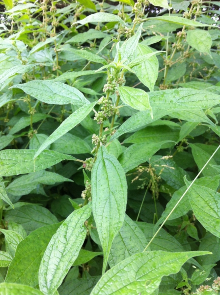 Pflanzenbild gross Aufrechtes Glaskraut - Parietaria officinalis