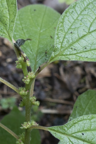 Pflanzenbild gross Aufrechtes Glaskraut - Parietaria officinalis