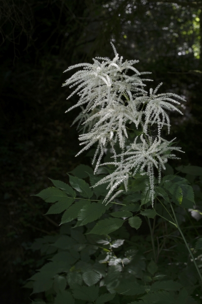 Pflanzenbild gross Wald-Geissbart - Aruncus dioicus