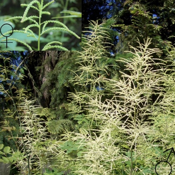 Pflanzenbild gross Wald-Geissbart - Aruncus dioicus
