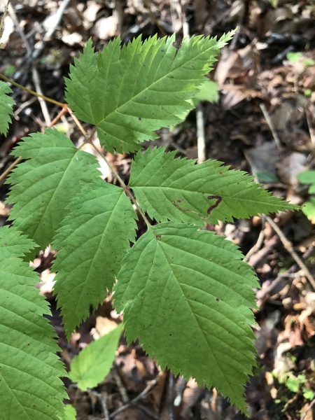Pflanzenbild gross Wald-Geissbart - Aruncus dioicus