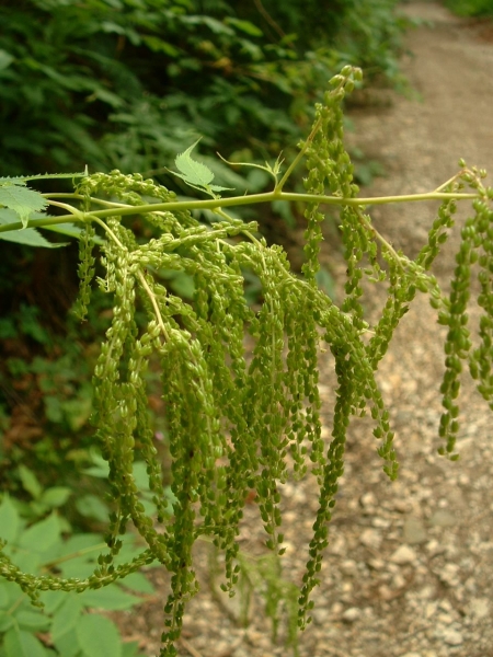 Pflanzenbild gross Wald-Geissbart - Aruncus dioicus