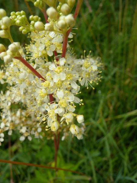 Pflanzenbild gross Moor-Geissbart - Filipendula ulmaria