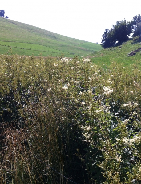 Pflanzenbild gross Moor-Geissbart - Filipendula ulmaria