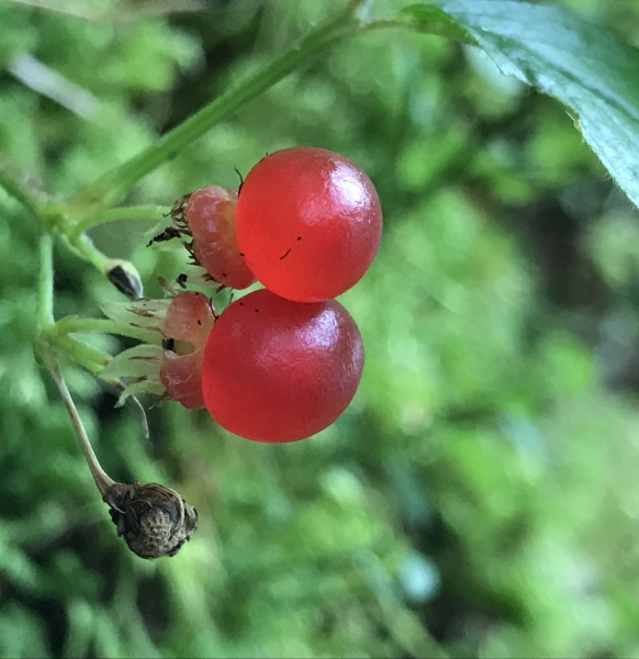 Pflanzenbild gross Steinbeere - Rubus saxatilis
