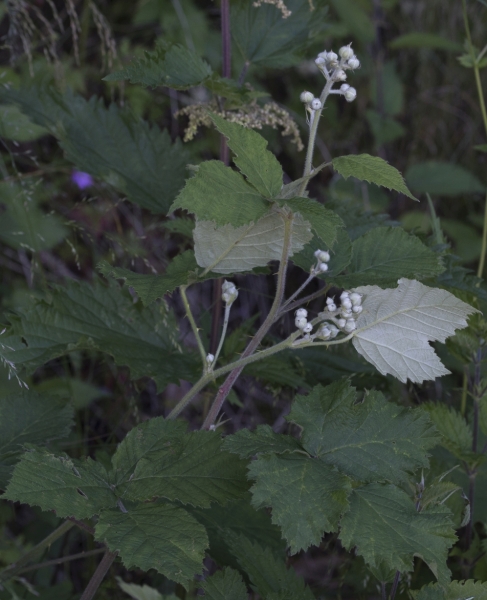 Pflanzenbild gross Himbeere - Rubus idaeus