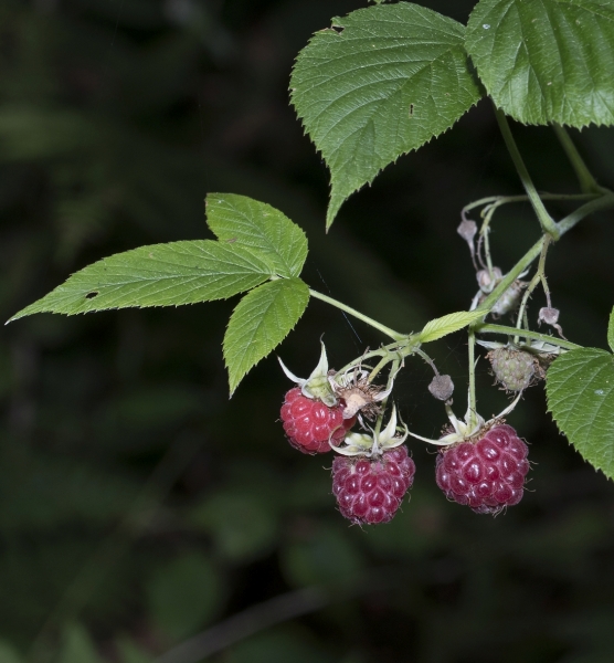 Pflanzenbild gross Himbeere - Rubus idaeus