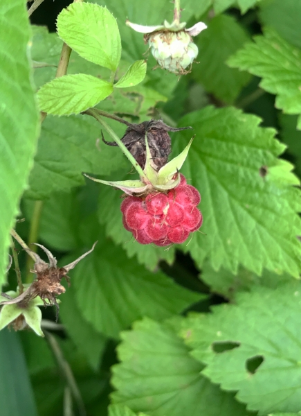 Pflanzenbild gross Himbeere - Rubus idaeus