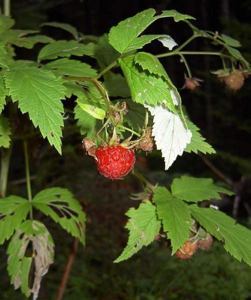 Pflanzenbild gross Himbeere - Rubus idaeus