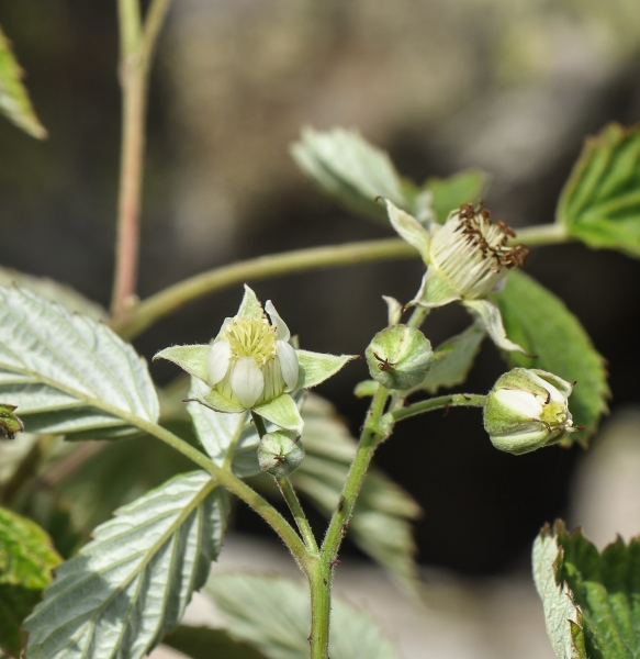 Pflanzenbild gross Himbeere - Rubus idaeus