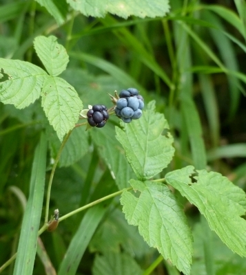 Pflanzenbild gross Blaue Brombeere - Rubus caesius