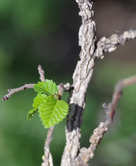 Pflanzenbild gross Feld-Ulme - Ulmus minor