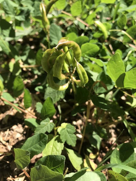 Pflanzenbild gross Süsser Tragant - Astragalus glycyphyllos