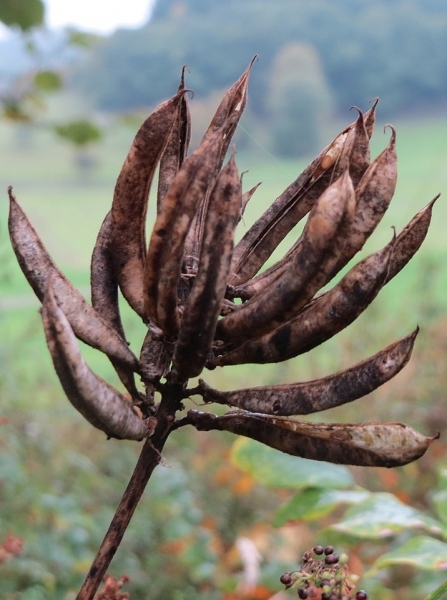 Pflanzenbild gross Süsser Tragant - Astragalus glycyphyllos