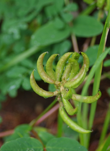 Pflanzenbild gross Süsser Tragant - Astragalus glycyphyllos