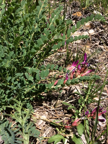 Pflanzenbild gross Französischer Tragant - Astragalus monspessulanus
