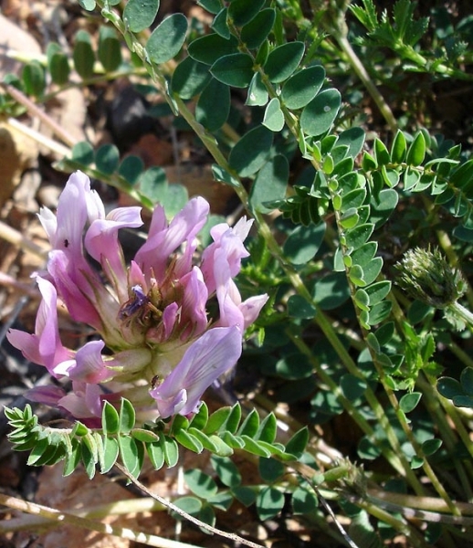 Pflanzenbild gross Französischer Tragant - Astragalus monspessulanus