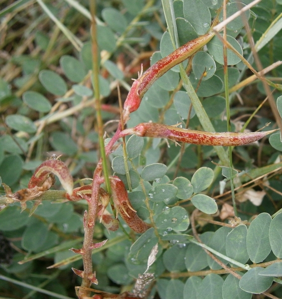 Pflanzenbild gross Französischer Tragant - Astragalus monspessulanus