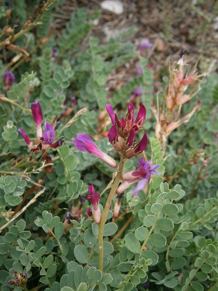 Pflanzenbild gross Französischer Tragant - Astragalus monspessulanus