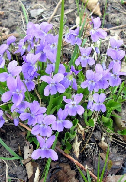 Pflanzenbild gross Behaartes Veilchen - Viola hirta