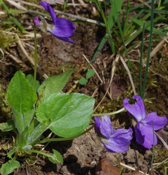 Pflanzenbild gross Behaartes Veilchen - Viola hirta