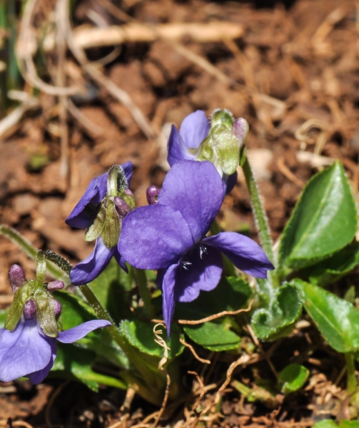 Pflanzenbild gross Behaartes Veilchen - Viola hirta