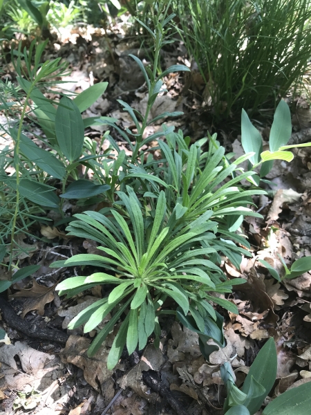 Pflanzenbild gross Blasenschötchen - Alyssoides utriculata