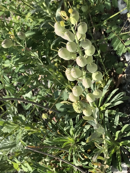 Pflanzenbild gross Blasenschötchen - Alyssoides utriculata