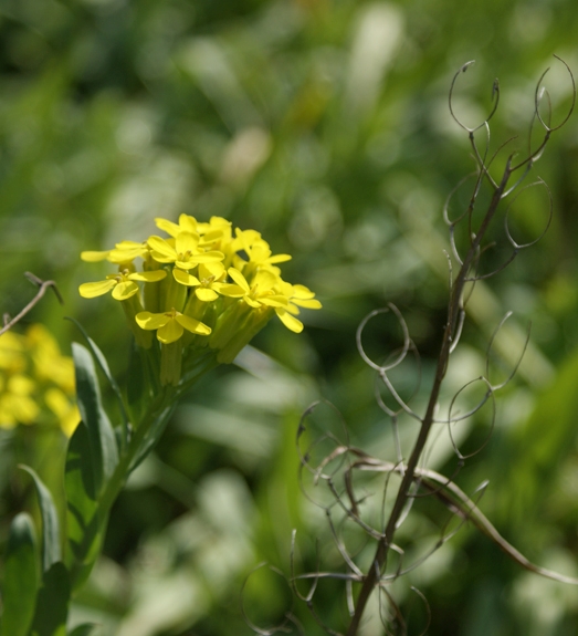 Pflanzenbild gross Blasenschötchen - Alyssoides utriculata