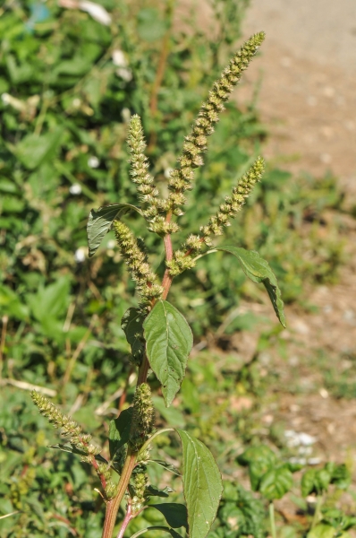 Pflanzenbild gross Zurückgekrümmter Amarant - Amaranthus retroflexus