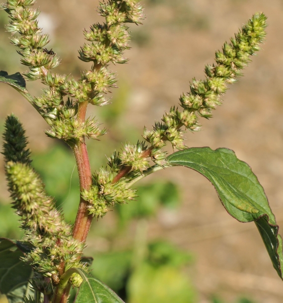 Pflanzenbild gross Zurückgekrümmter Amarant - Amaranthus retroflexus