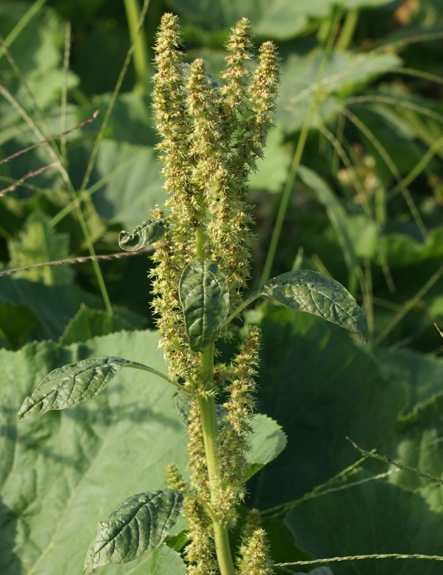 Pflanzenbild gross Zurückgekrümmter Amarant - Amaranthus retroflexus