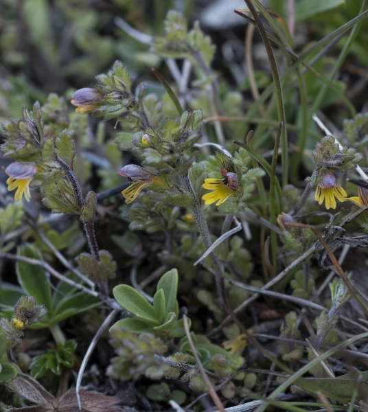 Pflanzenbild gross Zwerg-Augentrost - Euphrasia minima